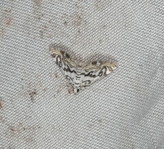 Parapoynx polydectalis