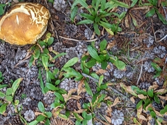 Boletus edulis grandedulis