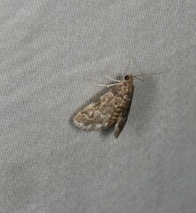 Parapoynx tenebralis