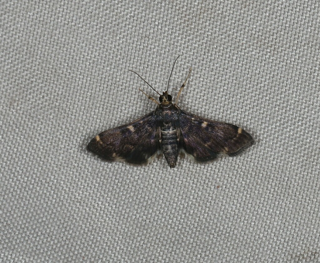 Piletocera chlorura