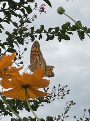 Argynnis hyperbius
