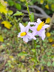 Solanum trilobatum