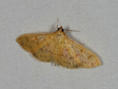 Patania balteata