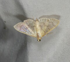 Pleuroptya symphonodes