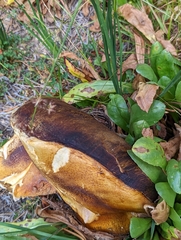 Boletus edulis grandedulis