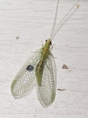 Chrysopa quadripunctata