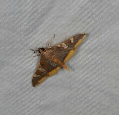 Prophantis adusta