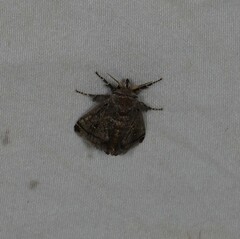 Pygmaeomorpha modesta