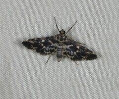 Rhimphalea lindusalis