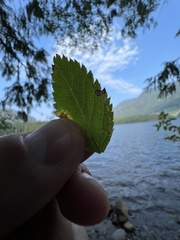 Stigmella anomalella