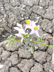 Solanum trilobatum