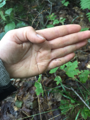 Festuca subverticillata