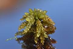 Sphagnum