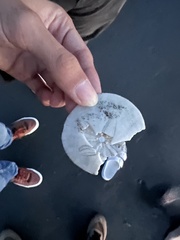 Dendraster excentricus