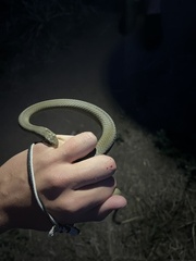 Coluber constrictor flaviventris