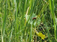 Urothemis signata yiei