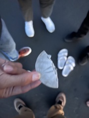 Dendraster excentricus