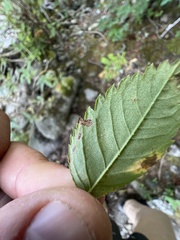 Stigmella anomalella