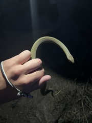 Coluber constrictor flaviventris