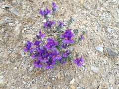 Linaria alpina alpina