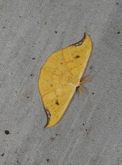 Tridrepana lunulata