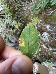 Stigmella anomalella