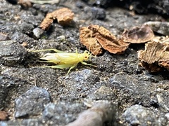 Cyrtoxipha columbiana