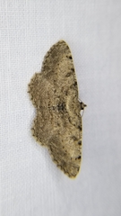 Digrammia gnophosaria
