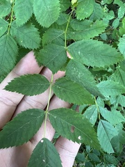Stigmella anomalella