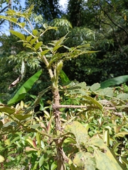 Aralia decaisneana