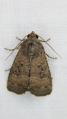 Condica sutor
