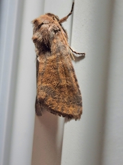 Lacinipolia meditata