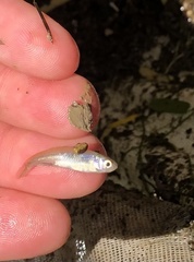 Cyprinella lutrensis