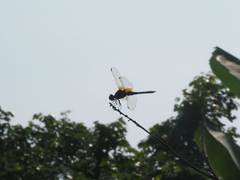 Urothemis signata yiei