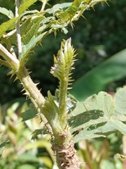 Aralia decaisneana