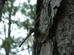 Tachopteryx thoreyi
