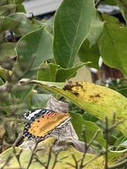 Argynnis hyperbius