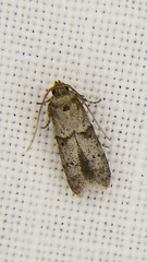 Blastobasis glandulella