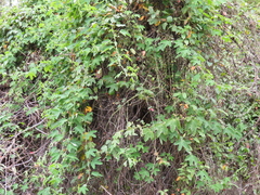 Passiflora subpeltata
