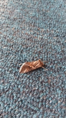 Chrysodeixis