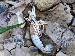 Faxonius virilis
