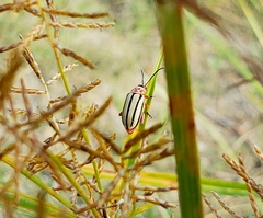 Disonycha alternata