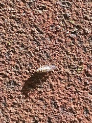 Teliapsocus conterminus