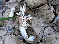 Faxonius virilis