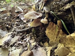 Lentinellus subaustralis