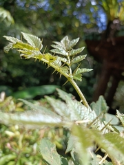 Aralia decaisneana