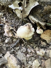 Lentinellus subaustralis