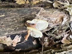 Lentinellus subaustralis