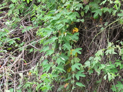 Passiflora subpeltata