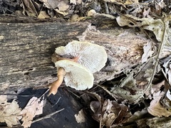 Lentinellus subaustralis